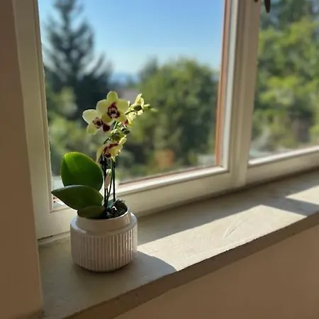 Bellevue Apartment